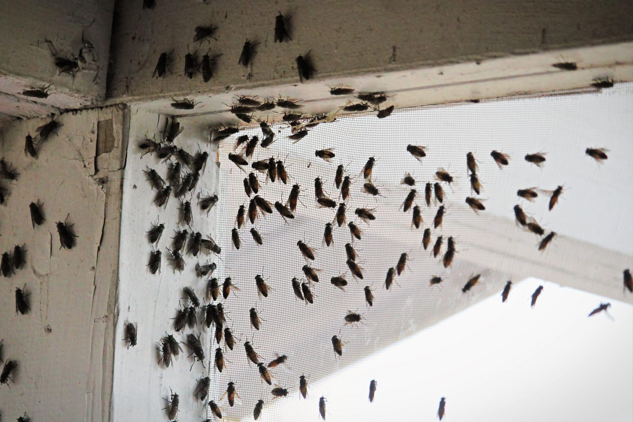 Cluster Fly Control - Wyre Forest